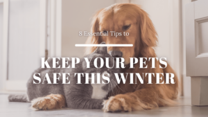 8 Essential Tips to Keep Your Pets Safe This Winter