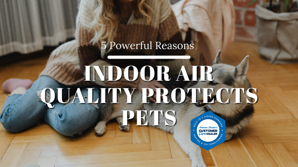 5 Powerful Reasons Indoor Air Quality Protects Pets